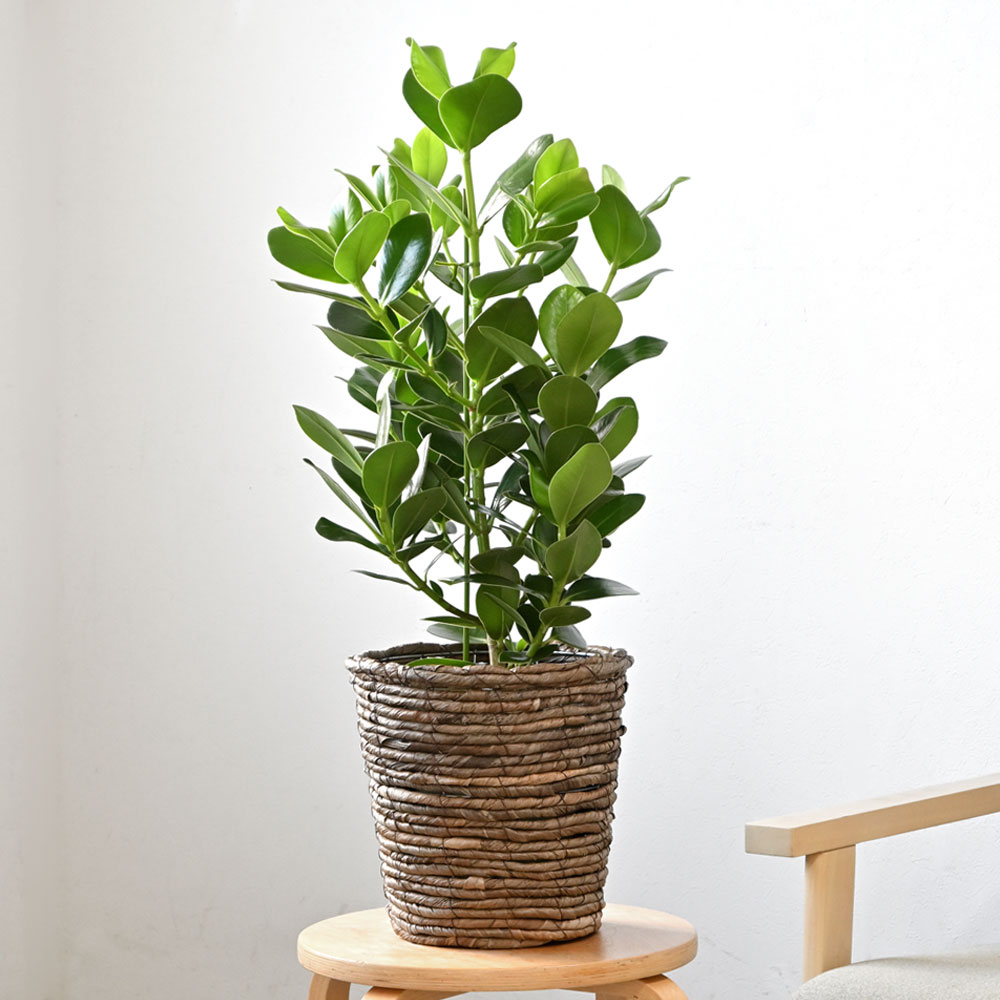 観葉植物 本物 クルシア・ロゼア 6号 ブラウン鉢カバー 付き セット