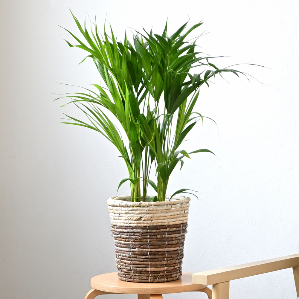アレカヤシ | 観葉植物の通販ならHitoHana（ひとはな）