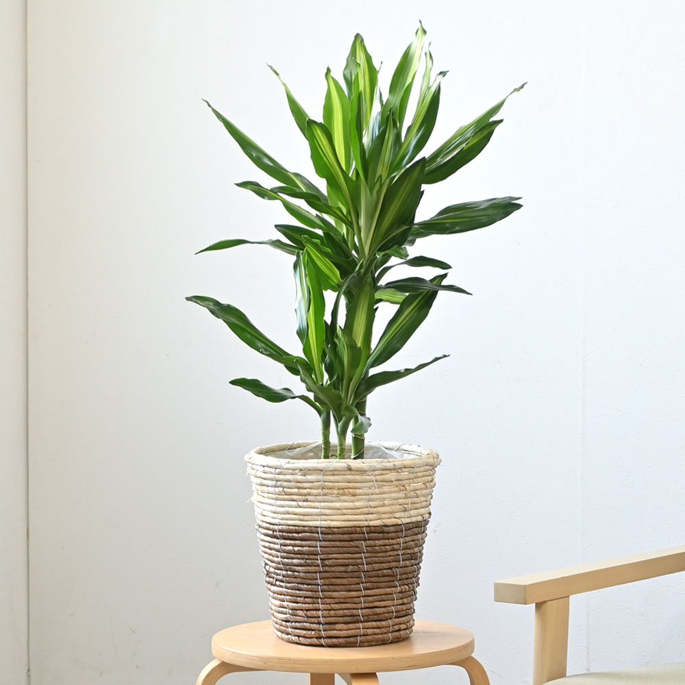 【引取特価】【美形】破格！ドラセナ約80cm 6号鉢 観葉植物 本物 ドラセナ・ジェレ 6号鉢 鉢カバー 付き セット 中型