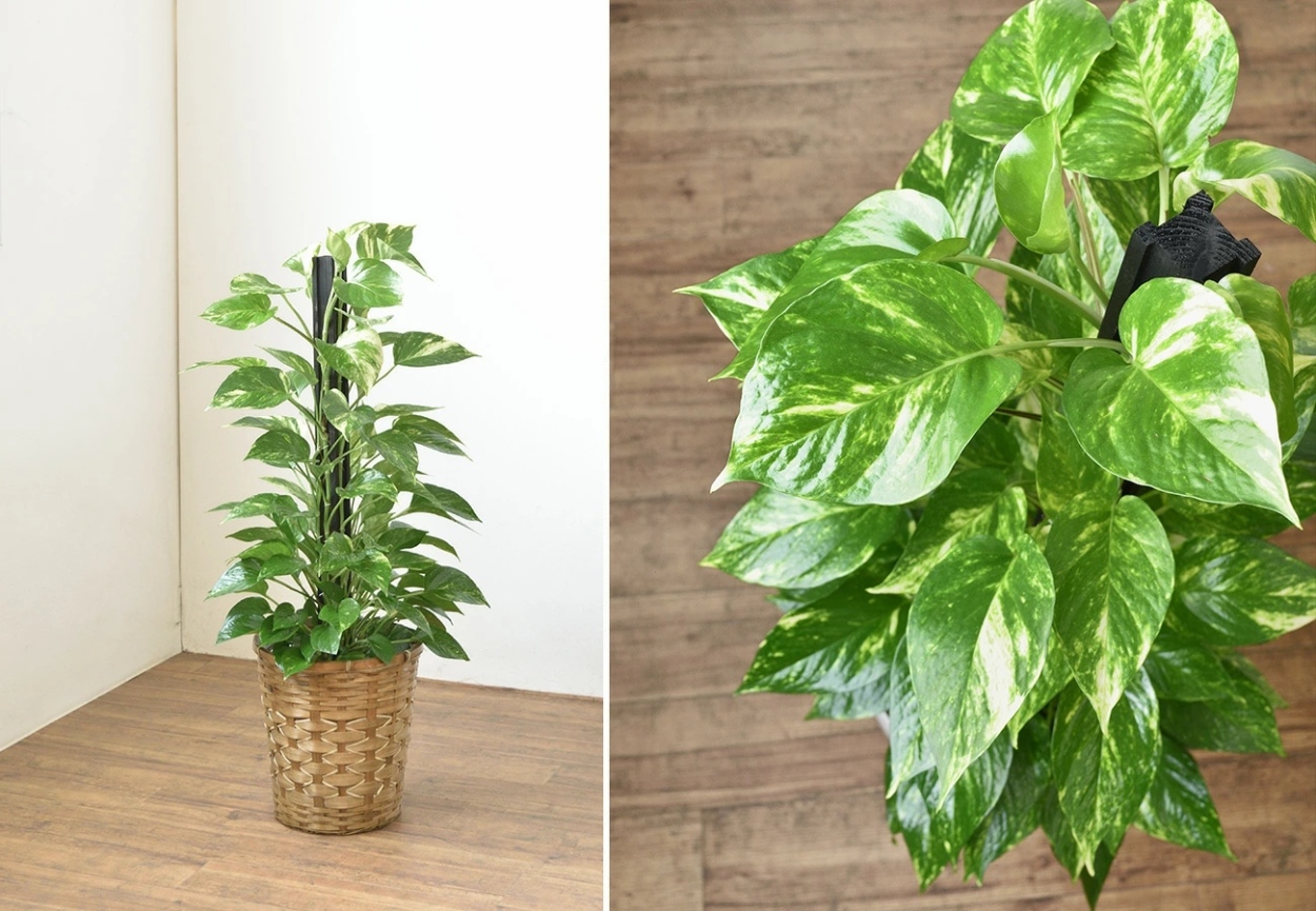 7号 樹種一覧 観葉植物の専門店 彩植健美 通販 Yahoo ショッピング