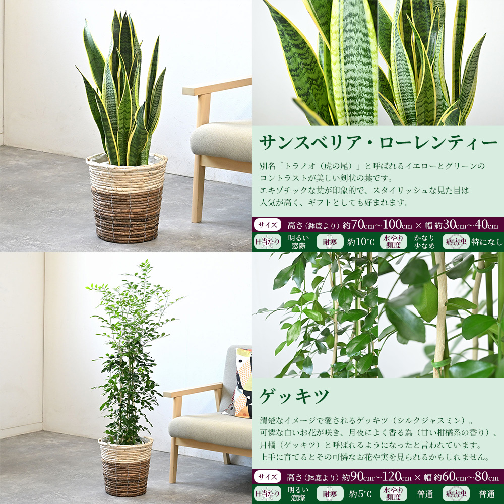 観葉植物 本物 7号鉢 種類 選べる 鉢カバー付きセット パキラ
