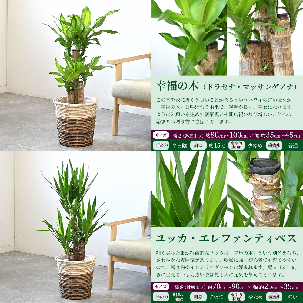 ユッカ（観葉植物） | 花、ガーデニング の商品一覧 通販 - Yahoo