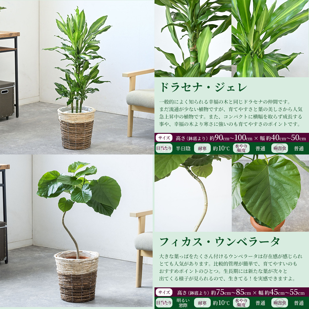 ウンベラータの商品一覧 通販 - Yahoo!ショッピング