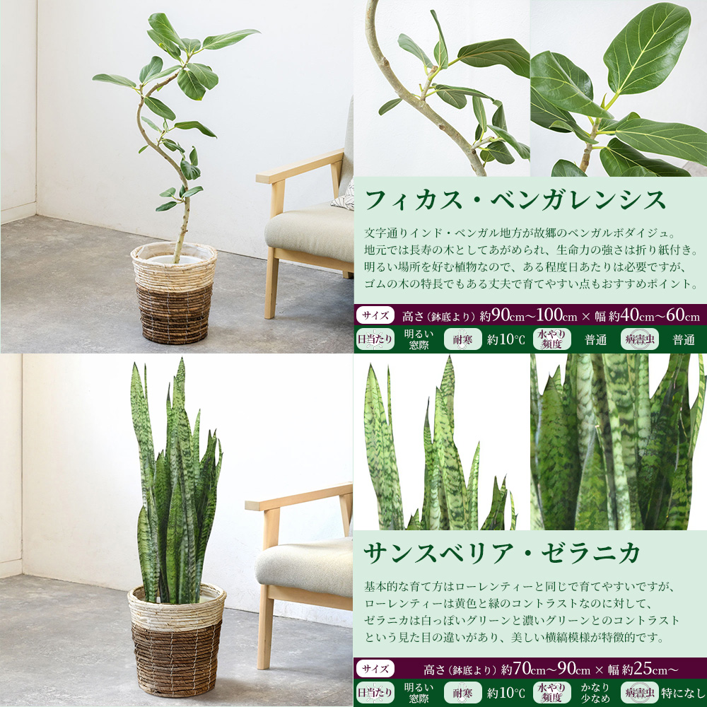 5号鉢 観葉植物（花、ガーデニング）（ギフト対応：のし）の商品一覧