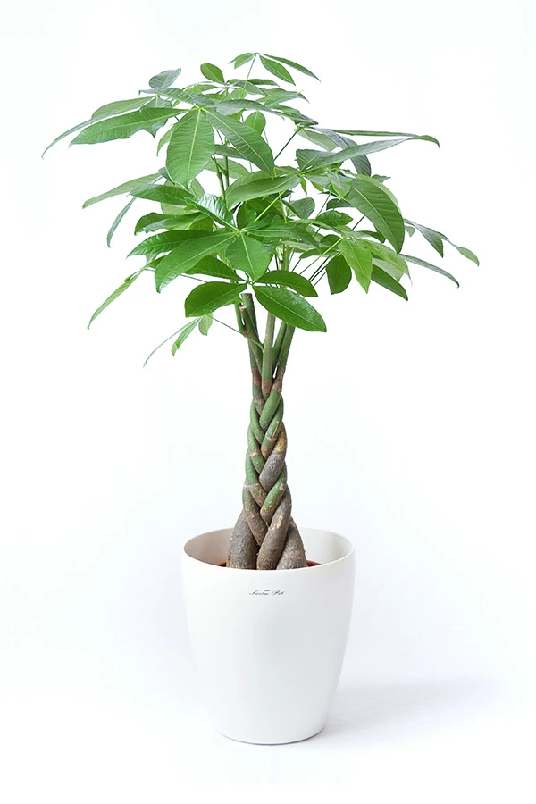 観葉植物 種類 選べる 大型 7号鉢 パキラ サンスベリア ポトス 幸福の木 ケンチャヤシ ドラセナ ユッカ 室内 インテリア おしゃれ 母の日 Km 観葉植物の専門店 彩植健美 通販 Yahoo ショッピング