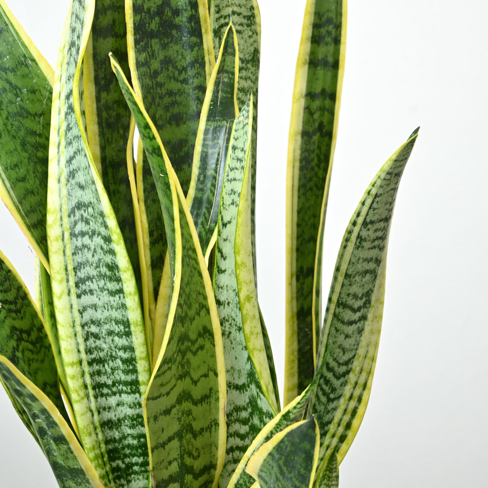 サンスベリア 大型 | 観葉植物通販HitoHana(ひとはな)