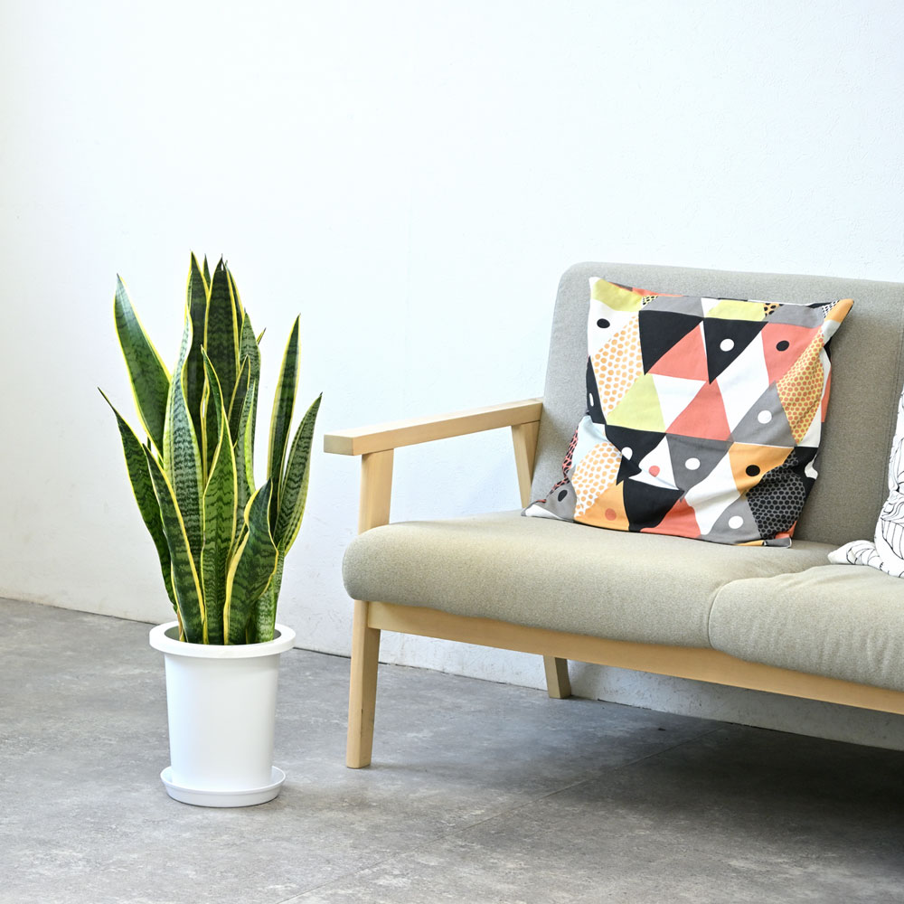 サンスベリア 大型 観葉植物 鉢カバー付き 専用 楽天市場】観葉植物