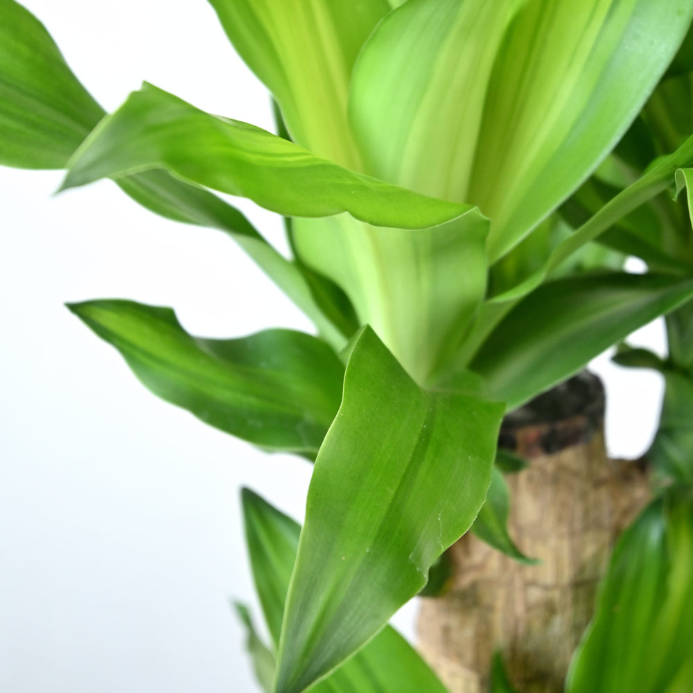 観葉植物 本物 幸福の木（ドラセナ・マッサンゲアナ） 7号鉢 鉢カバー