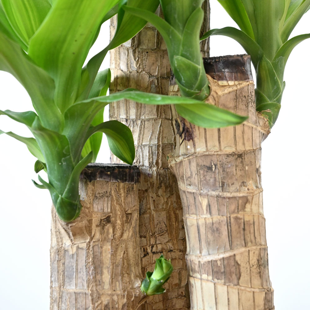 中型観葉植物 波状の緑色の葉　幸福の木　ドラセナ　マッサンゲアナ 観葉植物 本物 幸福の木（ドラセナ・マッサンゲアナ） 7号鉢 鉢カバー