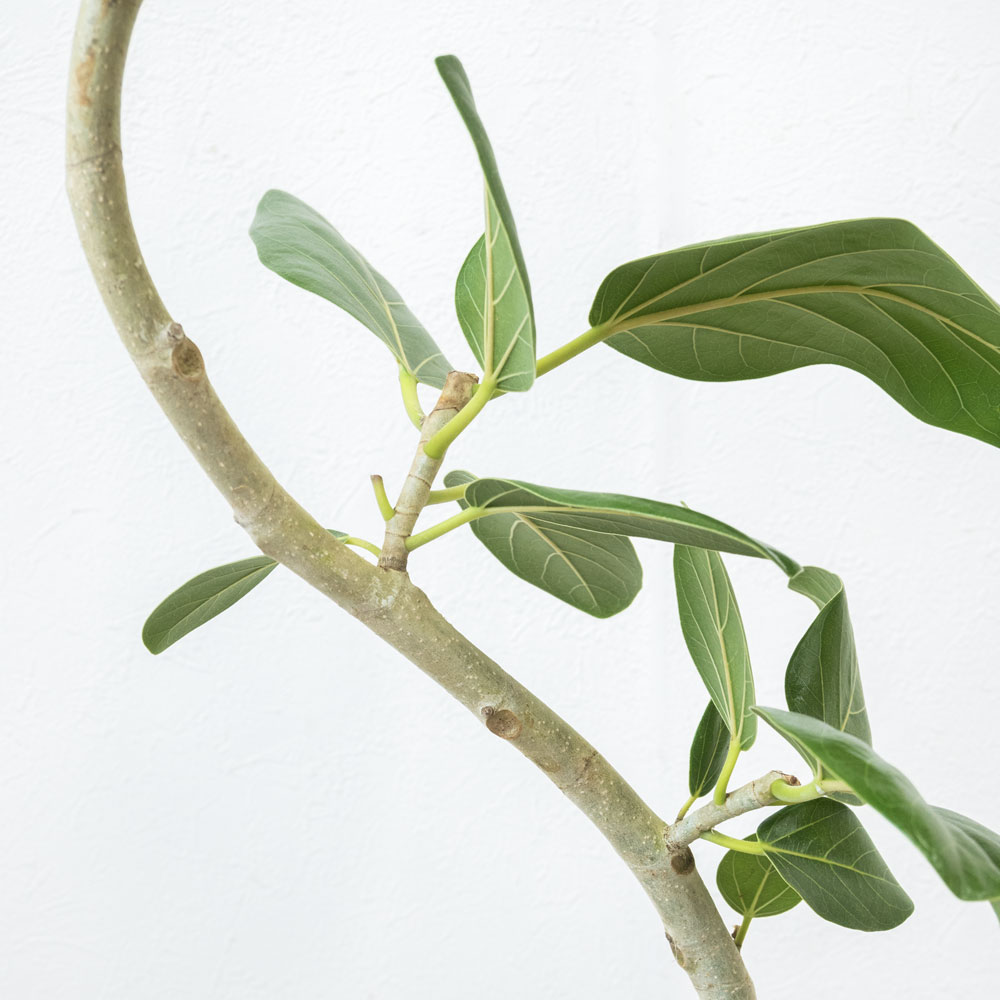 観葉植物 本物 フィカス・ベンガレンシス（ベンガルボダイジュ） 【S字