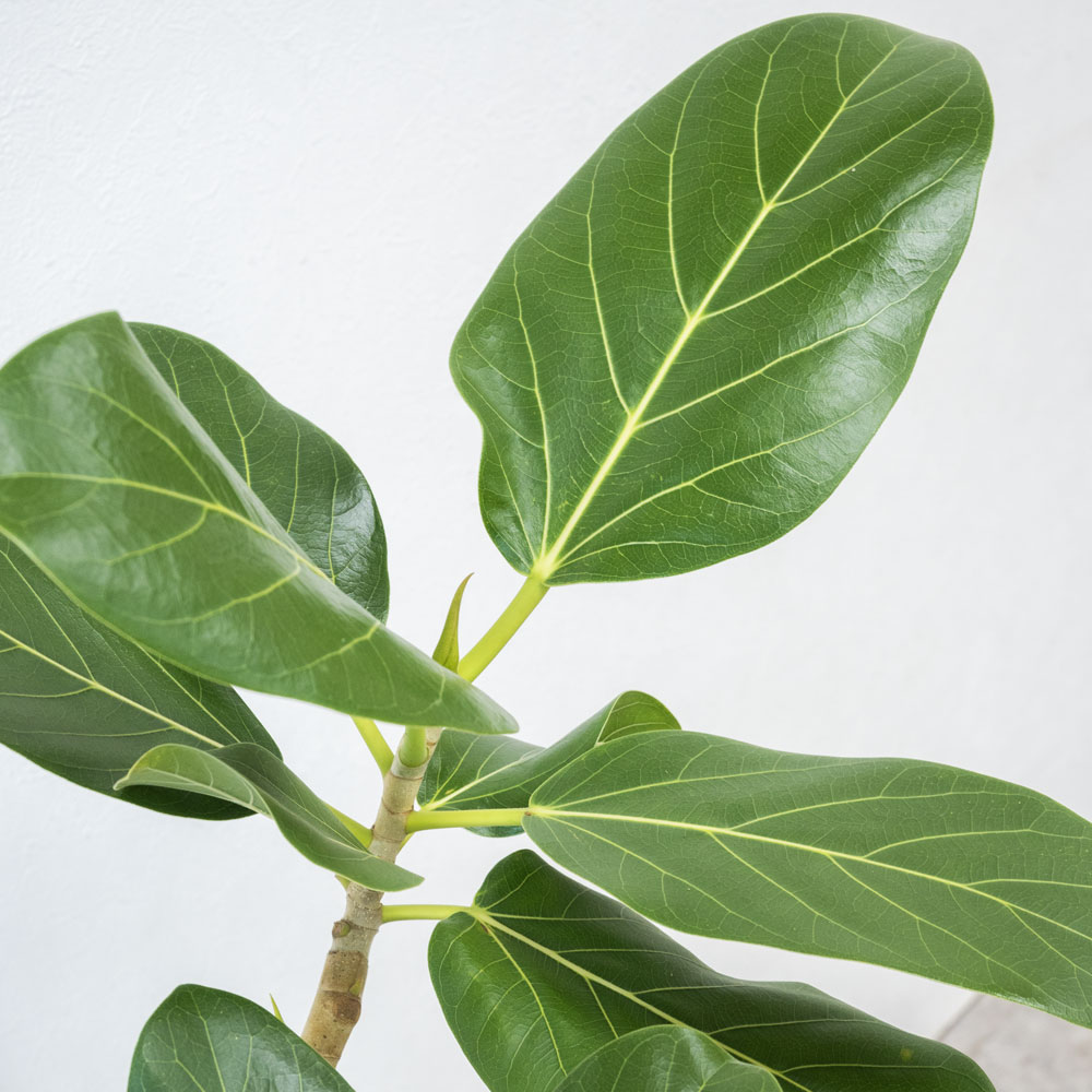 観葉植物 本物 フィカス・ベンガレンシス（ベンガルボダイジュ