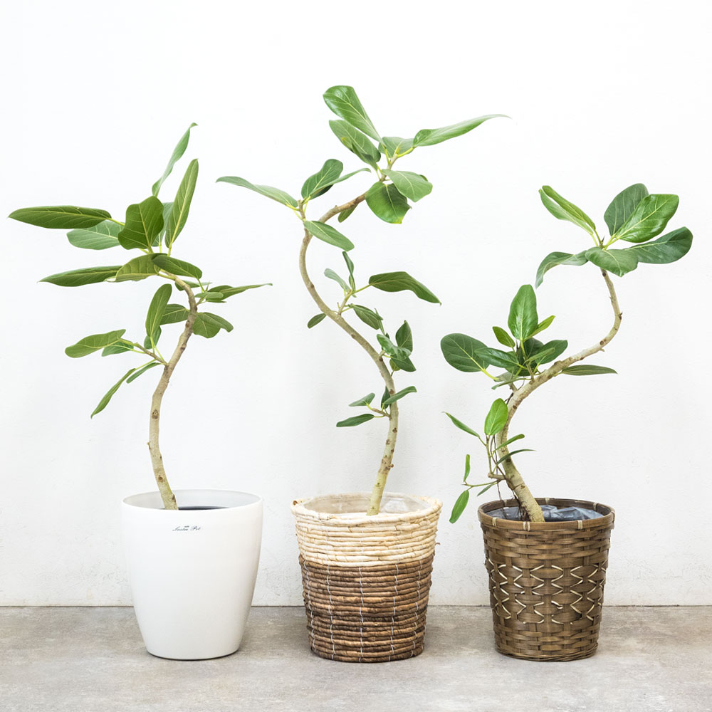 観葉植物 本物 フィカス・ベンガレンシス（ベンガルボダイジュ） 【S字