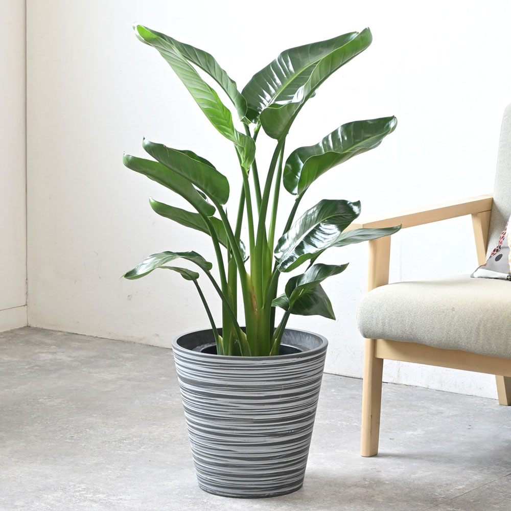 観葉植物 本物 ストレリチア オーガスタ 8号鉢 エコフレンドリーポット