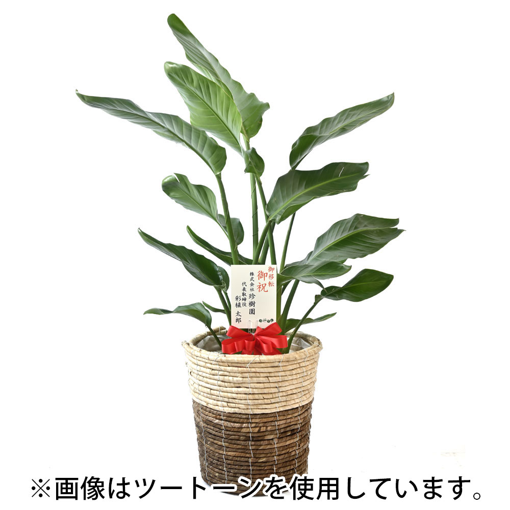 観葉植物 本物 ストレリチア オーガスタ 8号鉢 エコフレンドリーポット