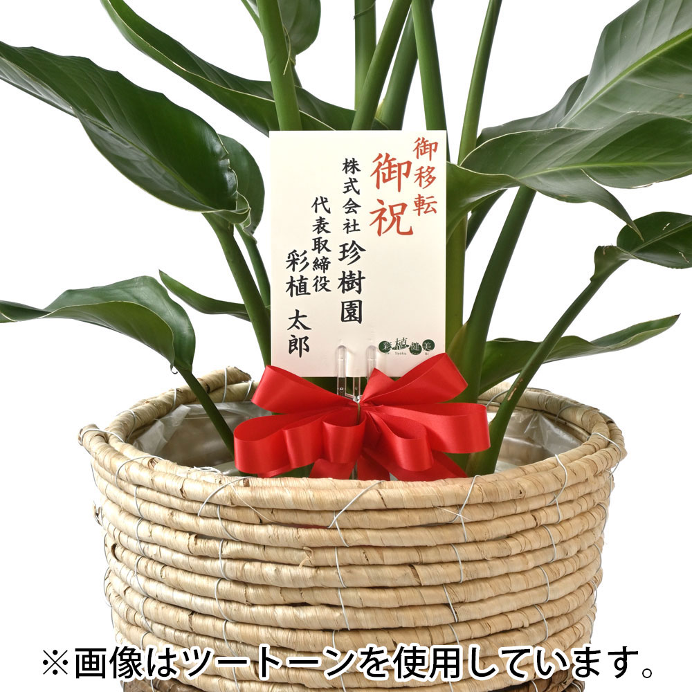 観葉植物 本物 ストレリチア オーガスタ 8号鉢 エコフレンドリーポット