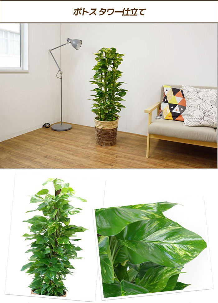 観葉植物 6種類の樹種から選べる 8号 鉢カバー付セット 幸福の木 ユッカ ストレリチア オーガスタ パキラ ポトス タワー仕立て ゲッキツ Km 観葉植物の専門店 彩植健美 通販 Yahoo ショッピング 일본 미국구매대행 직구 몰바이