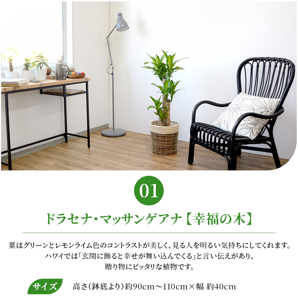 観葉植物 本物 8号鉢 種類 選べる 鉢カバー...の詳細画像2