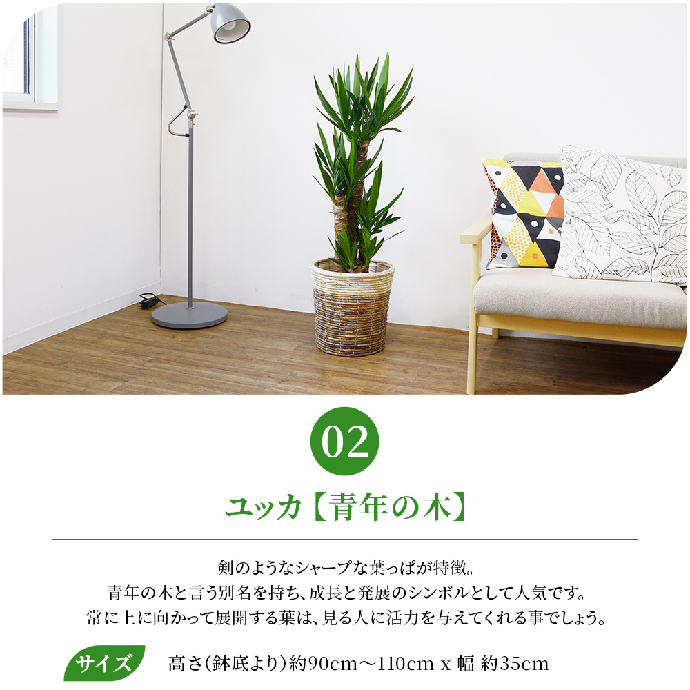 観葉植物 本物 8号鉢 種類 選べる 鉢カバー...の詳細画像3