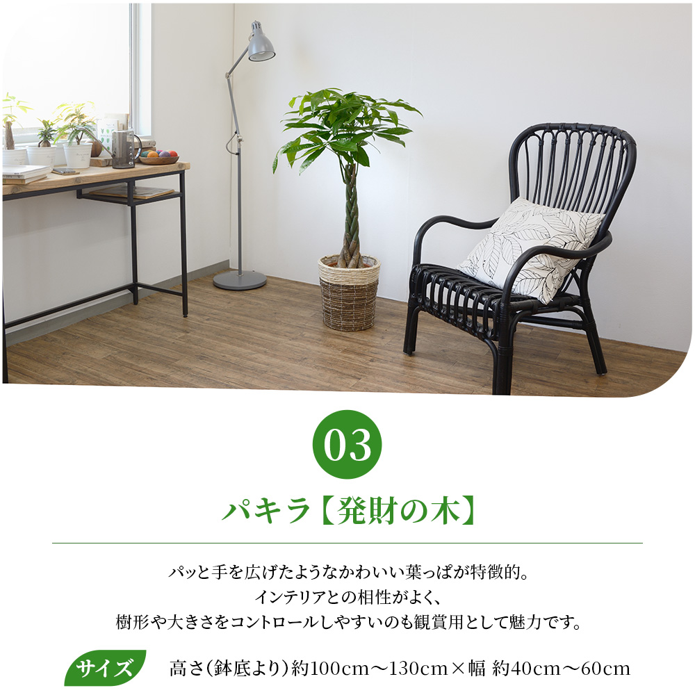 観葉植物 本物 8号鉢 種類 選べる 鉢カバー...の詳細画像4