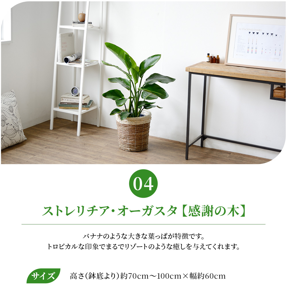 観葉植物 本物 8号鉢 種類 選べる 鉢カバー...の詳細画像5