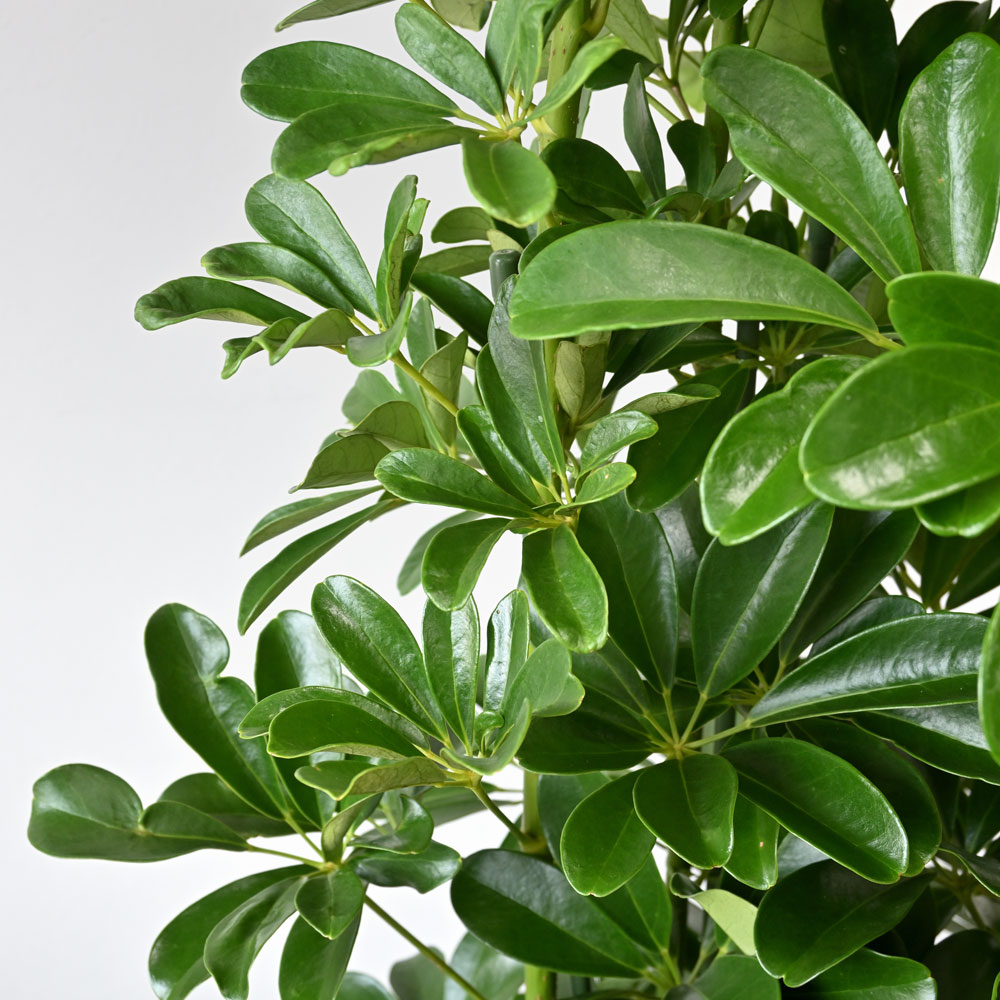 観葉植物 本物 ホンコンカポック 10号 鉢カバー 付き セット 大型 室内