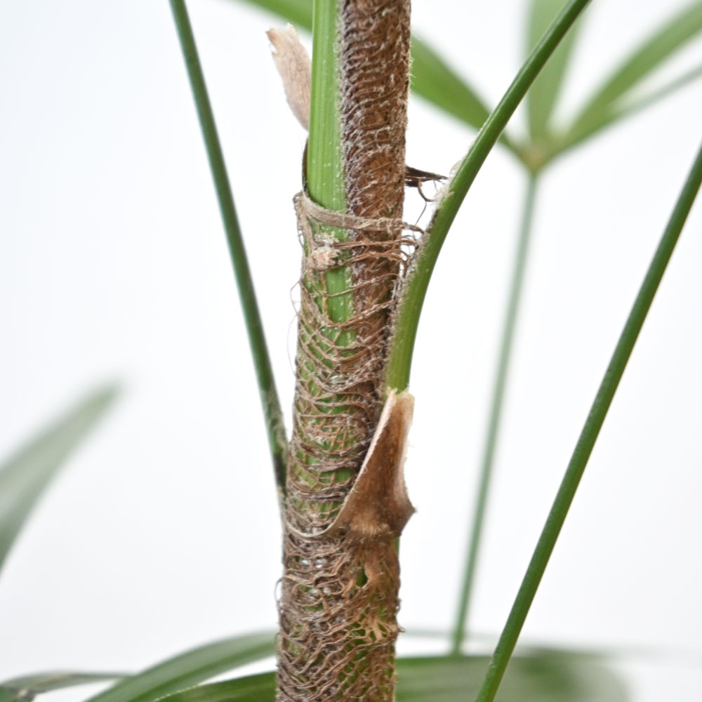観葉植物 本物 シュロチク 8号鉢 大型 棕櫚竹 通販 人気 日陰に強い