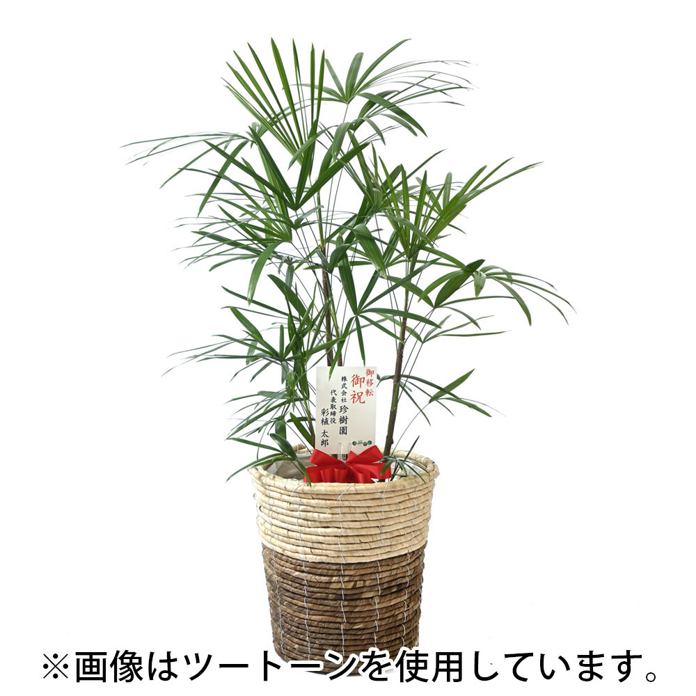 観葉植物 本物 棕櫚竹 シュロチク 8号鉢 エコフレンドリーポット鉢