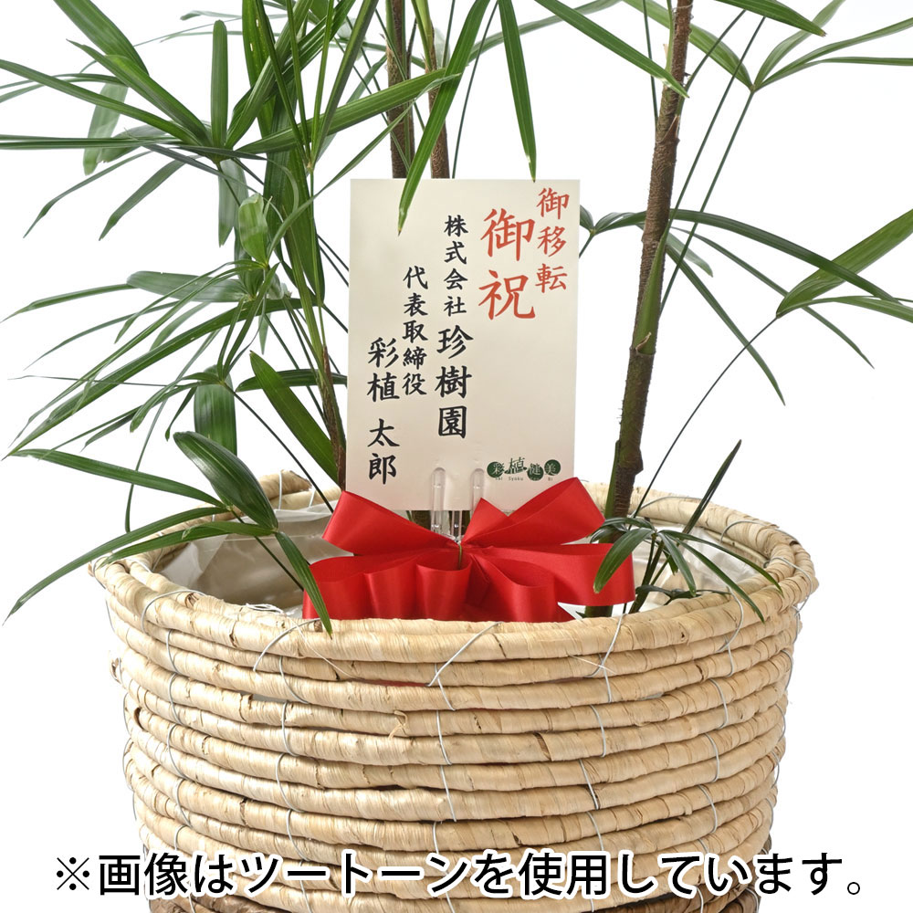 観葉植物 本物 棕櫚竹 シュロチク 8号鉢 エコフレンドリーポット鉢