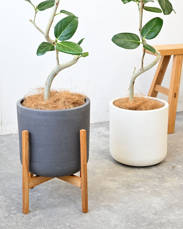 観葉植物 本物 フィカス・ベンガレンシス 6号鉢 陶器ポット (ルーケト