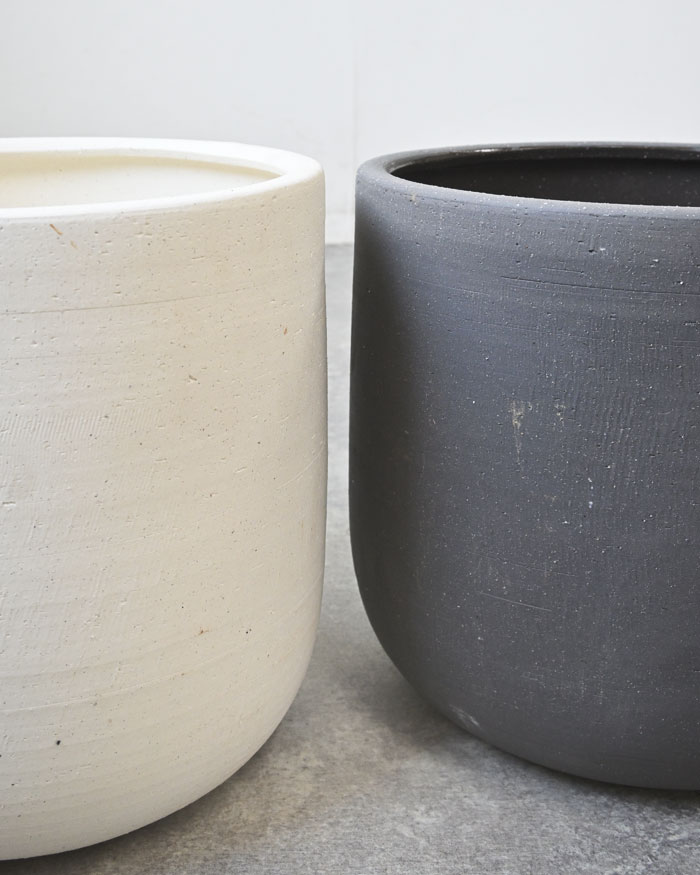 太幹 【現品】根上がり沢山 ベンガレンシス曲がり 白四角鉢 陶器 ８ 観葉植物 フィカス ベンガレンシス 8号 曲り プラスチック鉢 | 観葉