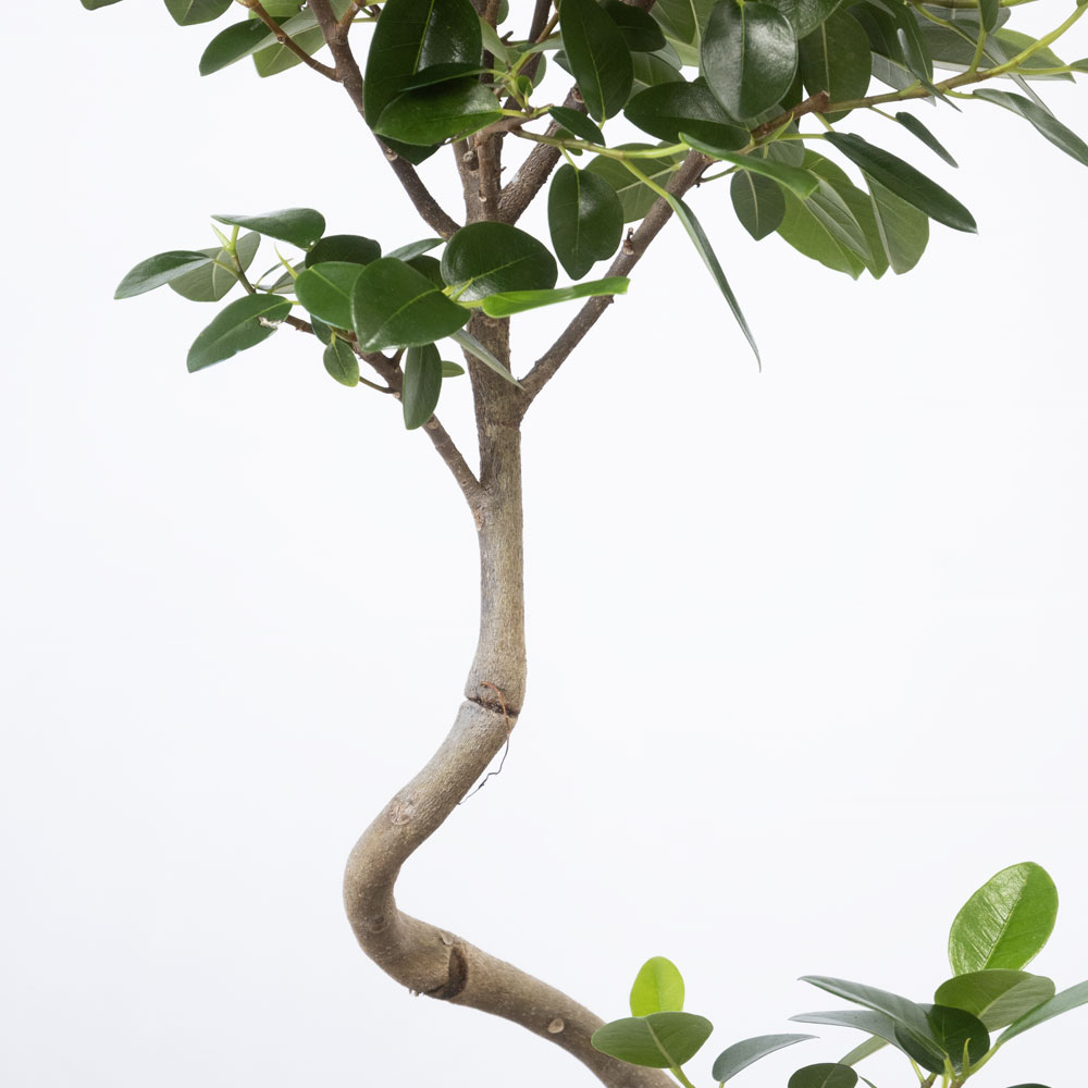 観葉植物 本物 フランスゴム（フィカス・ルビギノーザ）6号鉢 陶器