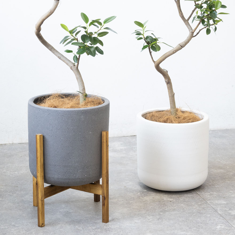 観葉植物 本物 フランスゴム（フィカス・ルビギノーザ）6号鉢 陶器