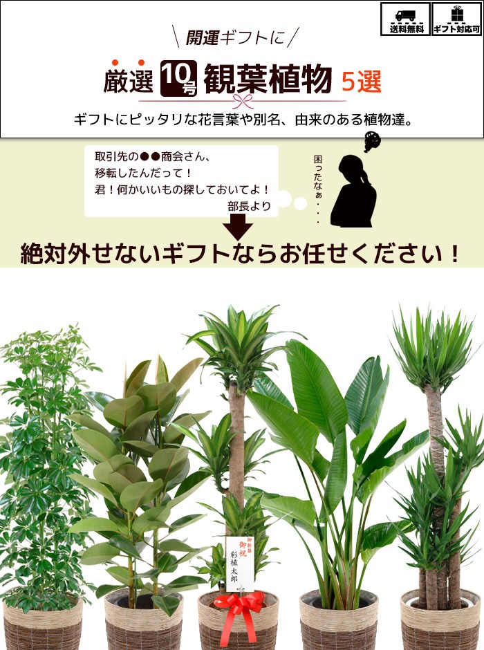 最安値挑戦 観葉植物 5種類から選べる 10号 鉢カバー付セット 幸福の木 ストレリチア オーガスタ ユッカ エレファンティペス ホンコンカポック フィカスロブスター 母の日 最適な材料 Www Simon Page Com