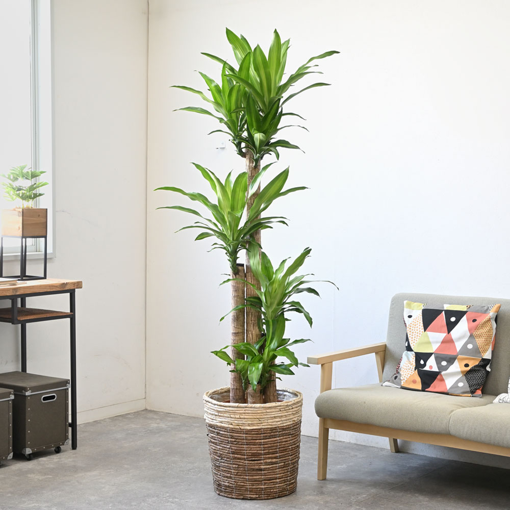 中型観葉植物 波状の緑色の葉　幸福の木　ドラセナ　マッサンゲアナ 中型観葉植物 波状の緑色の葉幸福の木ドラセナマッサンゲアナ