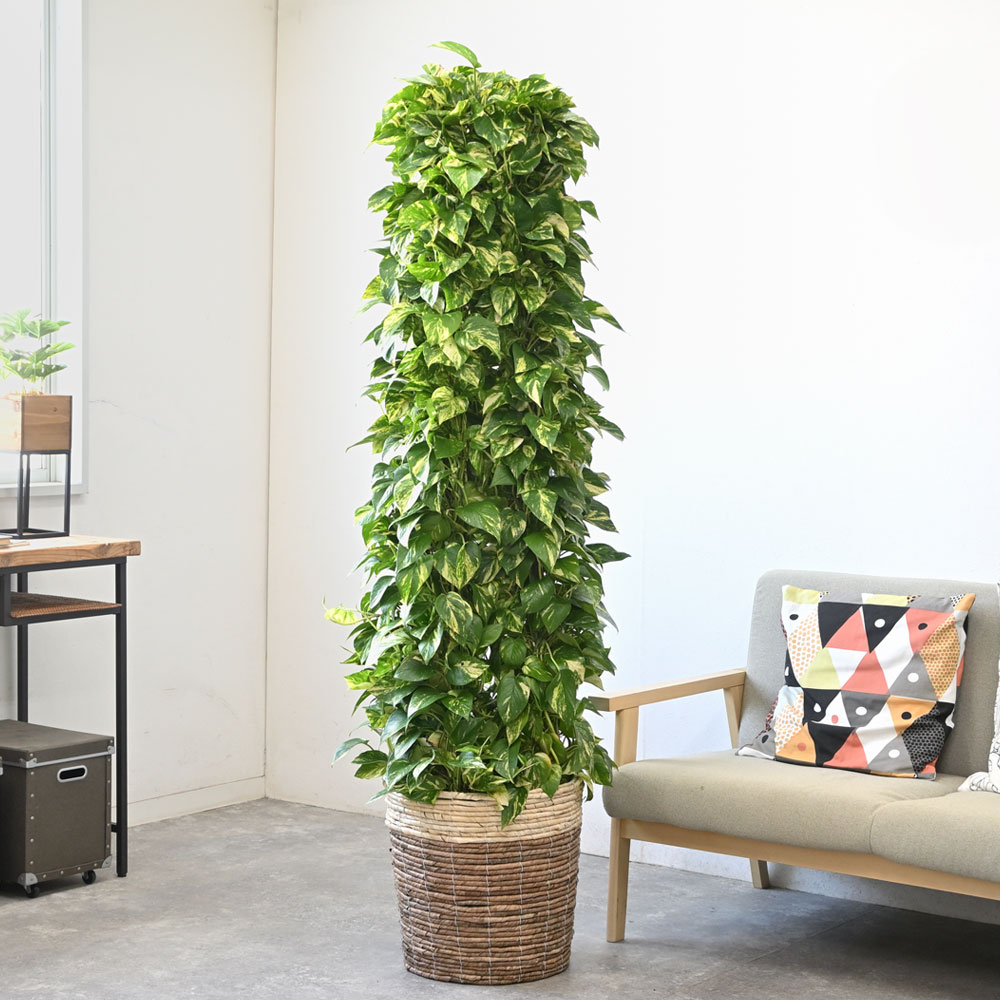 楽天市場】観葉植物 大型 法人様送料無料 ポトス 特大 タワー