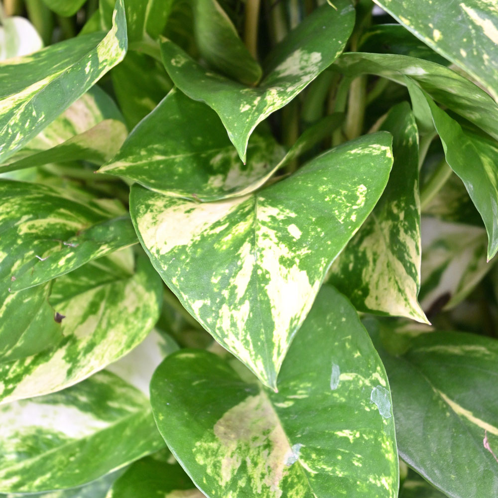 観葉植物 本物 ポトス（タワー仕立て） 10号鉢 鉢カバー付き