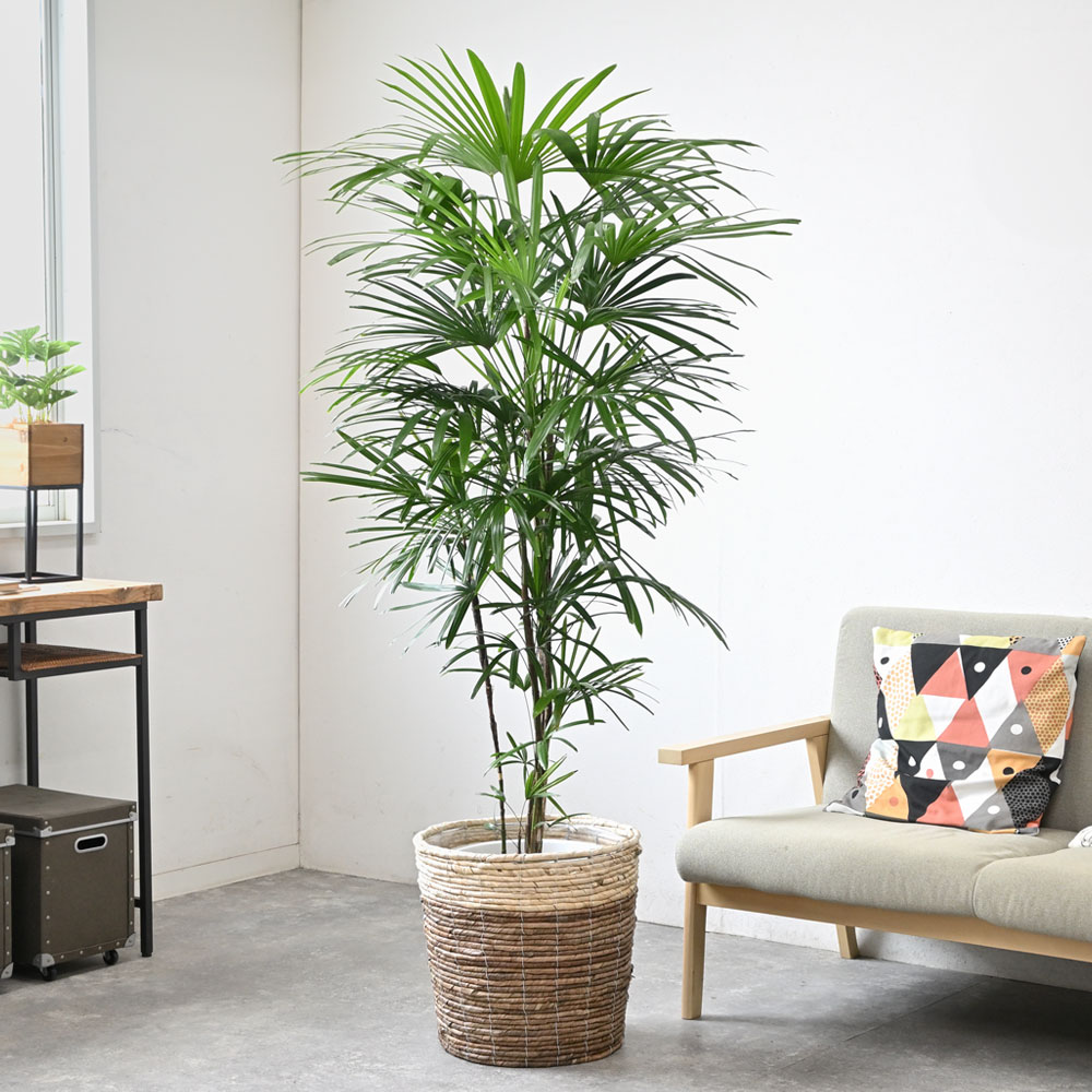 観葉植物 本物 シュロチク 10号鉢 鉢カバー 付き セット 大型
