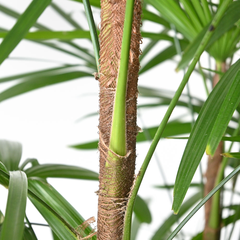 観葉植物 本物 シュロチク 10号鉢 鉢カバー 付き セット 大型 棕櫚竹 通販 人気 背が高い 日陰に強い 玄関 和室 和風モダン