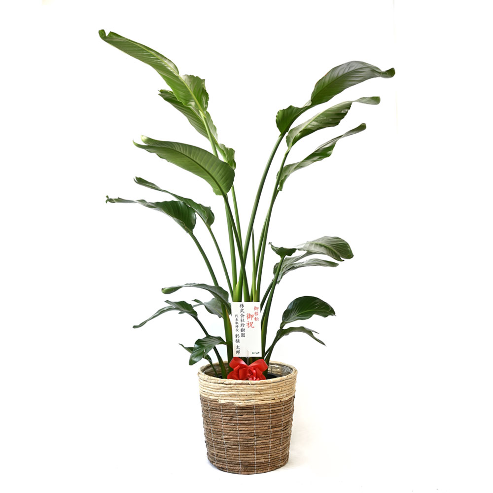 観葉植物 本物 オーガスタ 10号鉢 鉢カバー 付き セット 大型 室内用