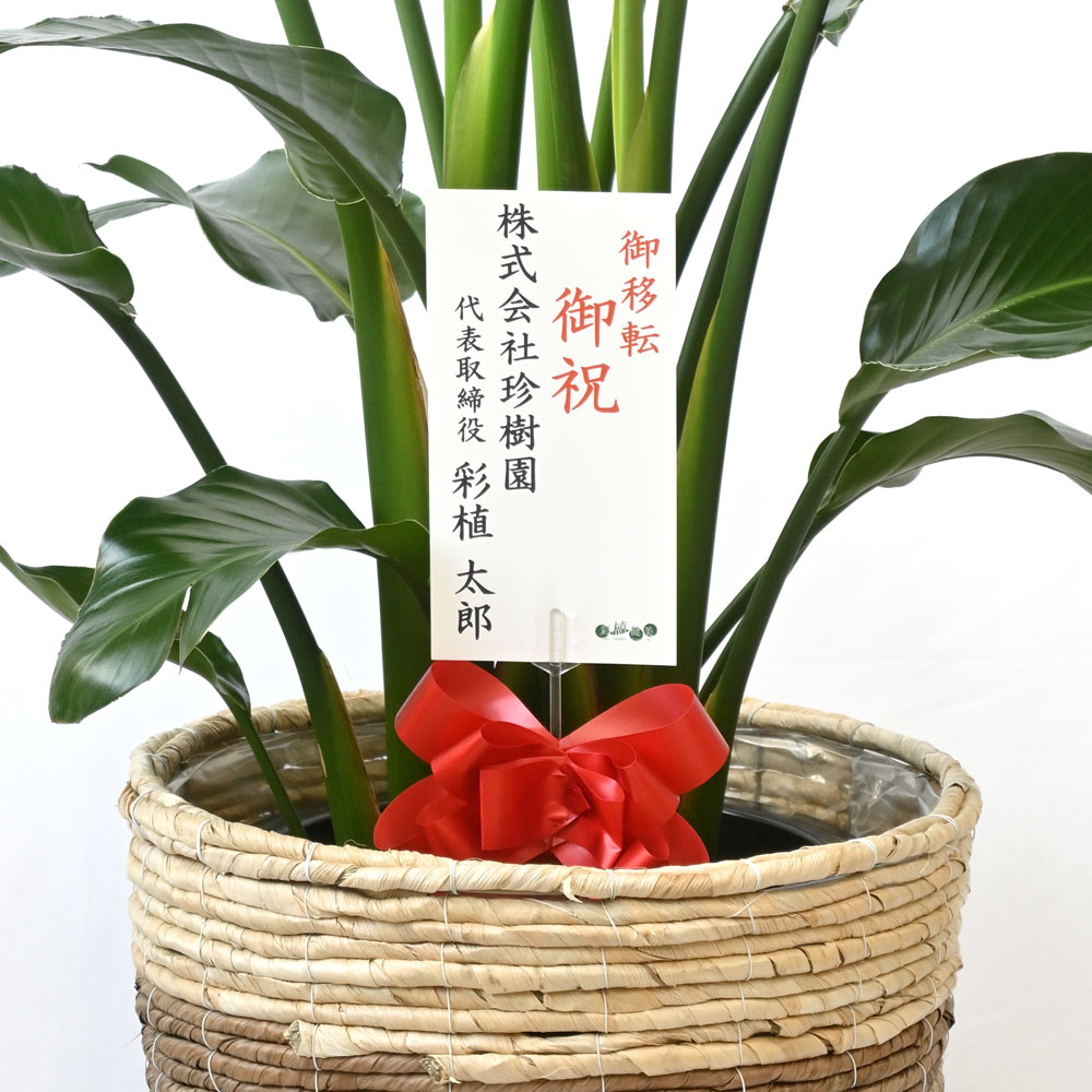 観葉植物 本物 オーガスタ 10号鉢 鉢カバー 付き セット 大型 室内用