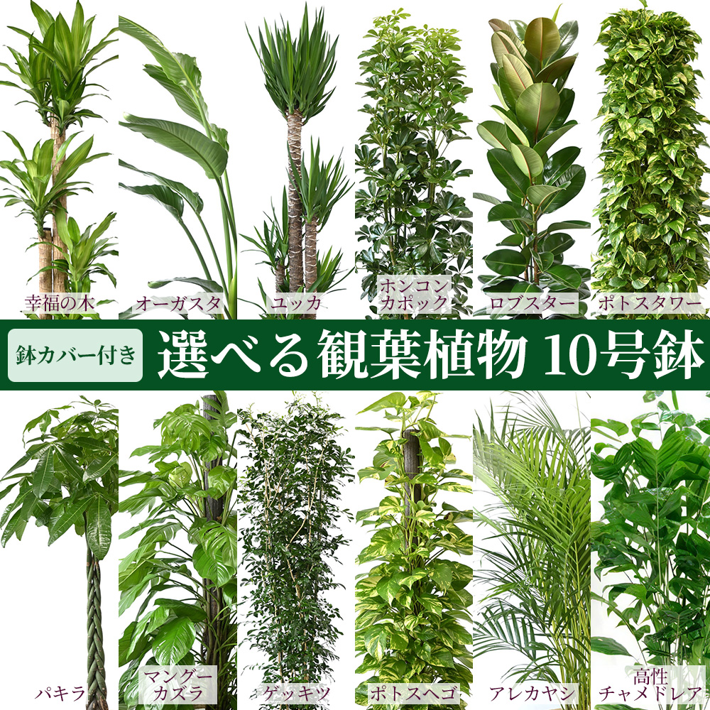 観葉植物 本物 選べる 10号鉢 鉢カバー付セット 幸福の木 オーガスタ