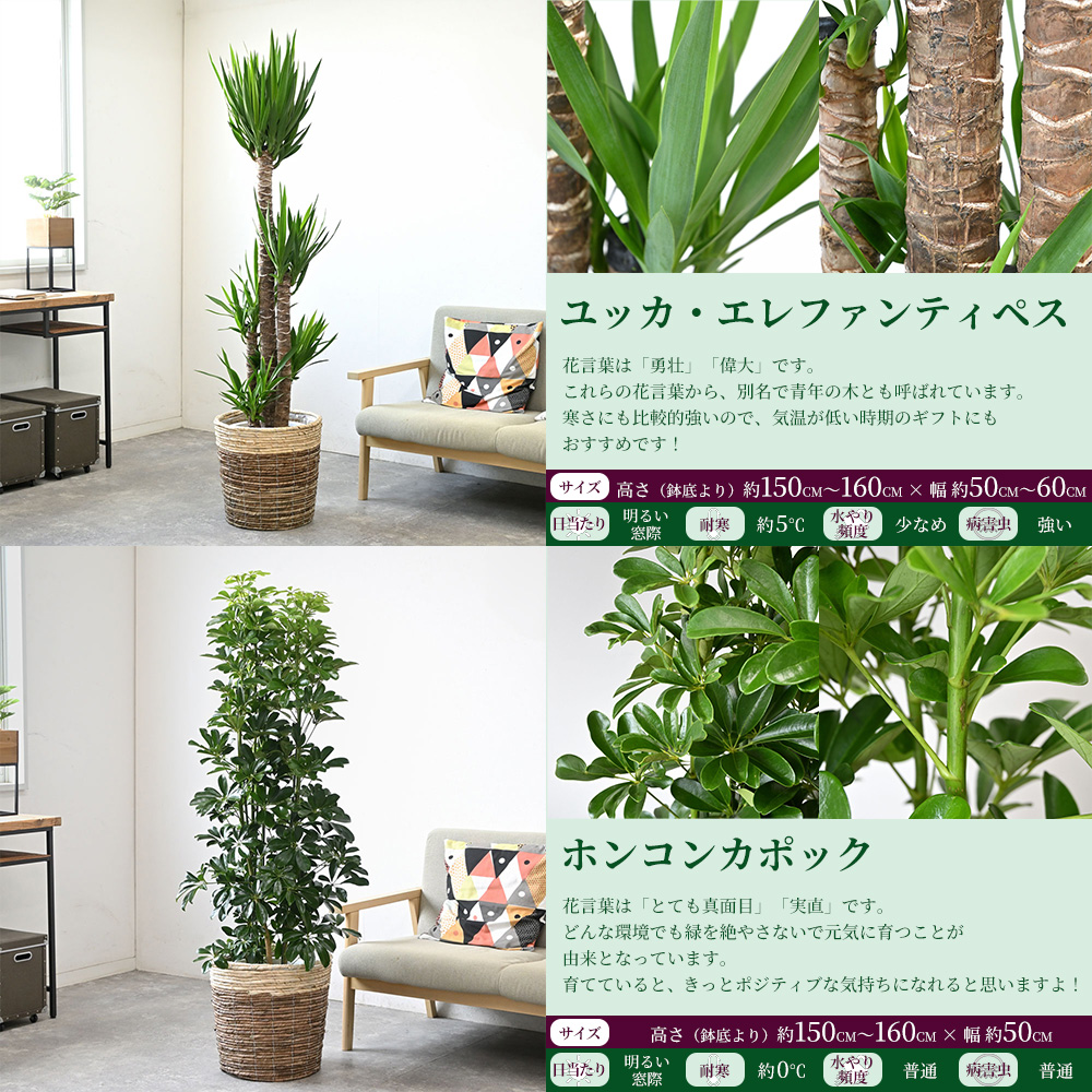 観葉植物 本物 選べる 10号鉢 鉢カバー付セット 幸福の木