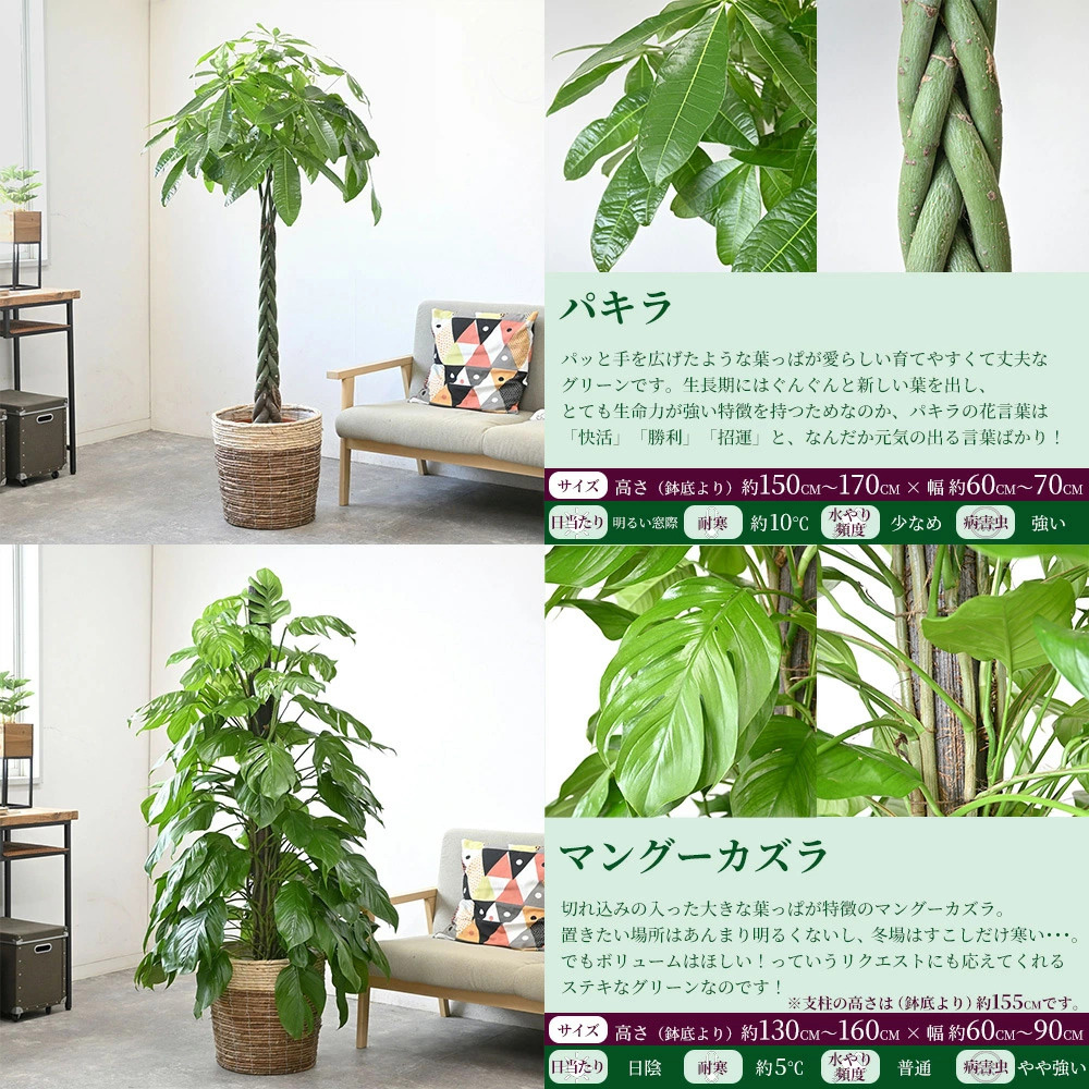 観葉植物 本物 選べる 10号鉢 鉢カバー付セット 幸福の木 オーガスタ