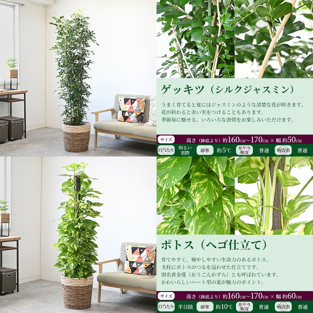 トーマスエベケット10号鉢 Amazon | マルカ きかんしゃトーマス 走れミニコースター 187638