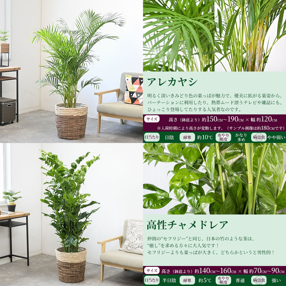 観葉植物 本物 選べる 10号鉢 鉢カバー付セット 幸福の木 オーガスタ