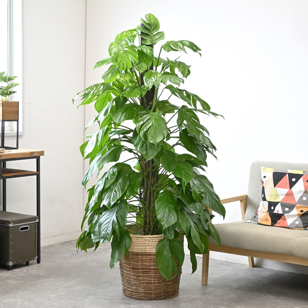 観葉植物 本物 マングーカズラ 10号鉢 鉢カバー 付き セット 大型 室内