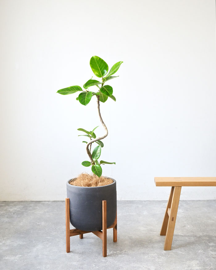観葉植物 本物 フィカス・アルテシーマ・バリエガタ 7号鉢 陶器ポット