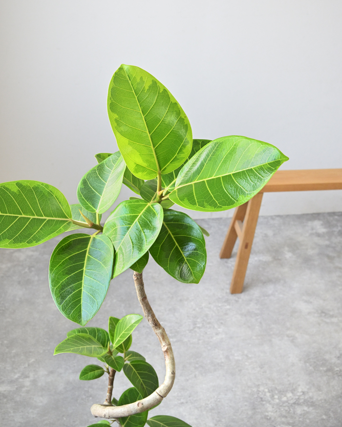 観葉植物 本物 フィカス・アルテシーマ・バリエガタ 7号鉢 陶器ポット