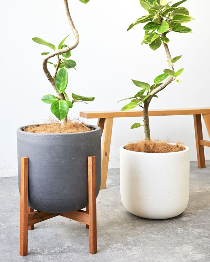 フィカス アルテシーマ 観葉植物　7号鉢 観葉植物 本物 フィカス・アルテシーマ・バリエガタ 7号鉢 陶器ポット