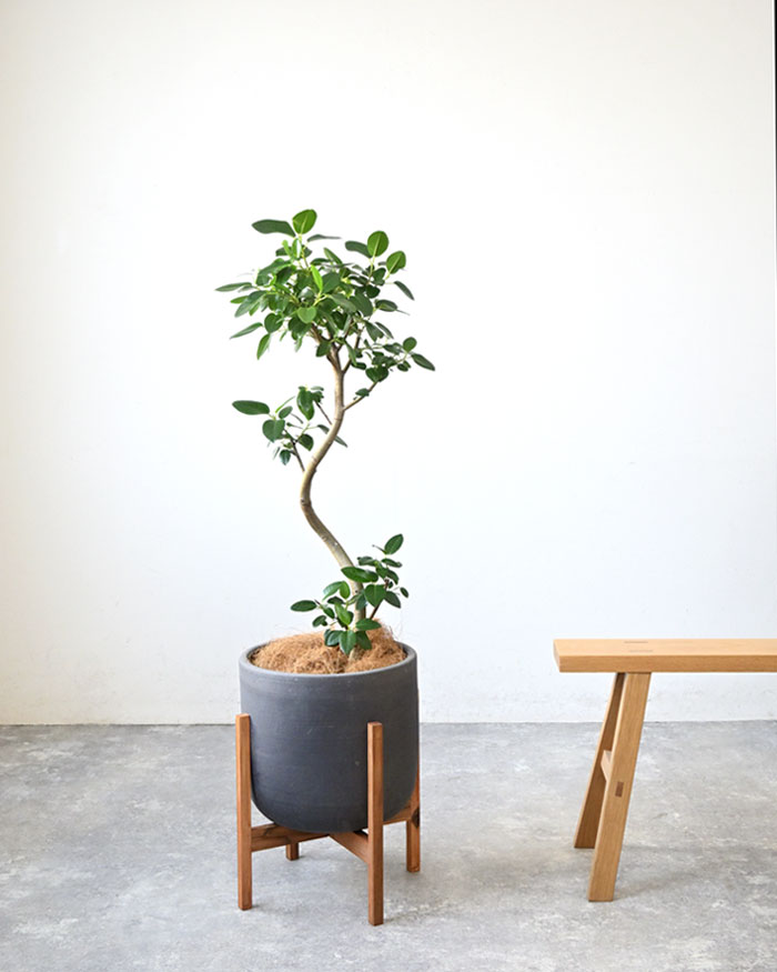 観葉植物 フランスゴムの木 フィカス・ルビギノーサ 7号鉢 陶器ポット